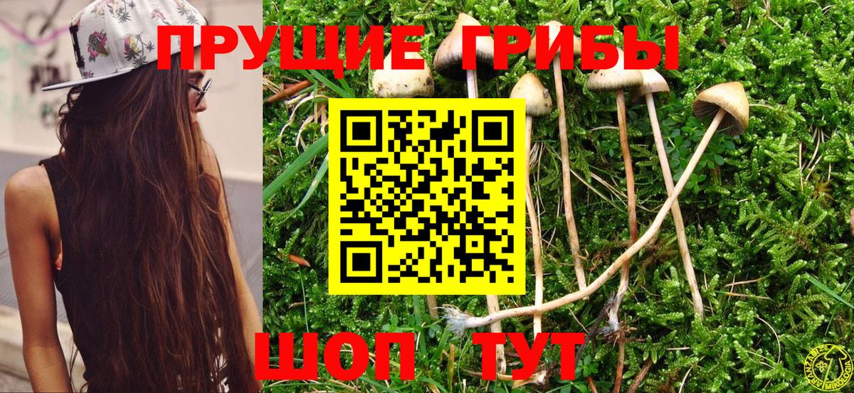 Псилоцибиновые грибы Psilocybine cubensis Белгород